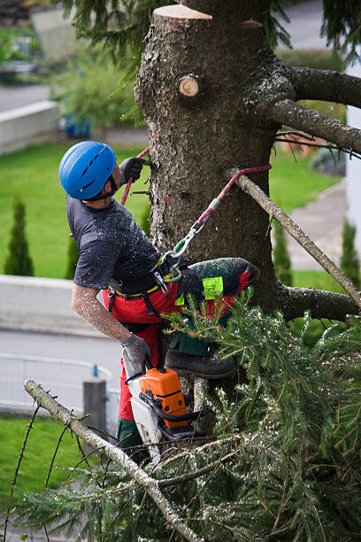 How Our Tree Care Process Works  in  Cumings, TX